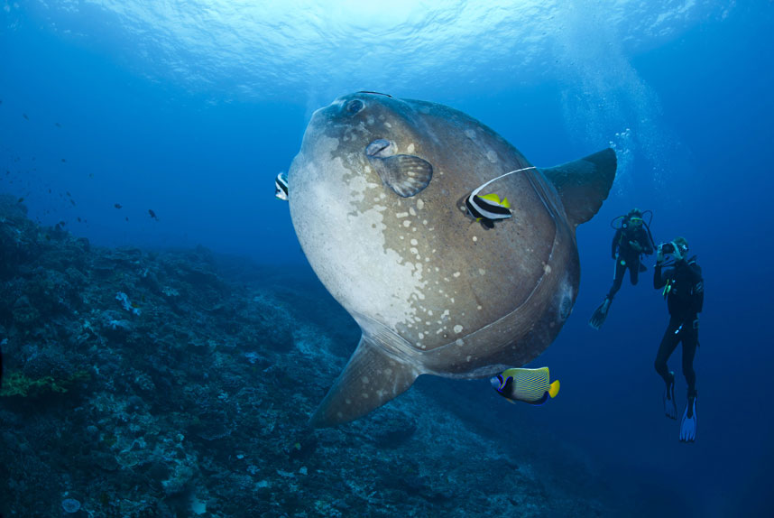 Фотография: Жизнь в океане — подводные фотографии Дэвида Флитэма №9 - BigPicture.ru