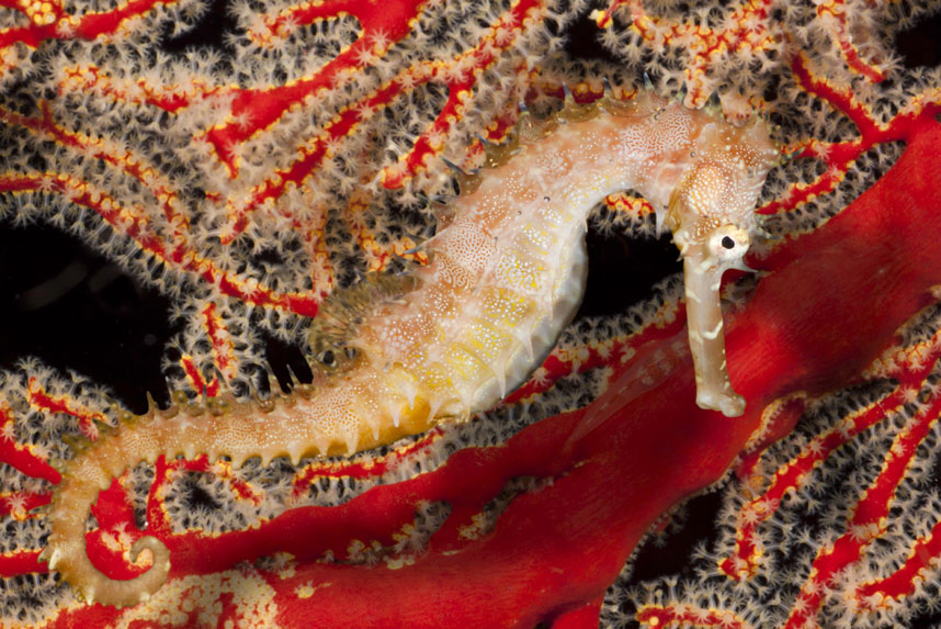 Жизнь в океане — удивительные подводные фотографии