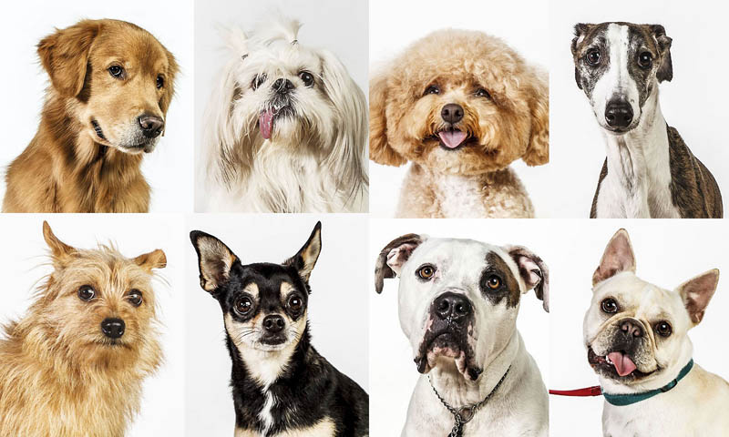 Фотография: Собачьи портреты №1 - BigPicture.ru