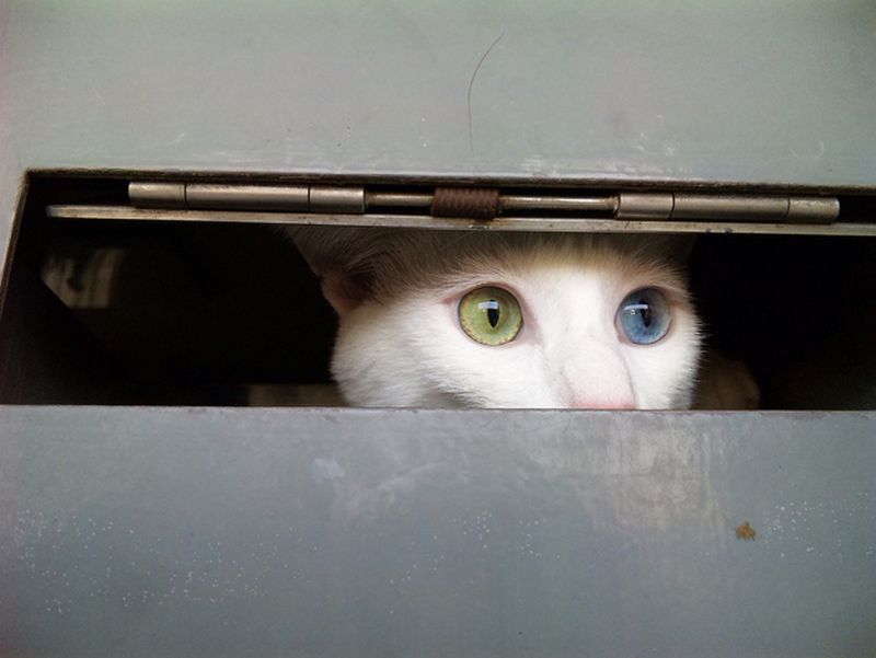 Фотография: Разноглазые кошки №3 - BigPicture.ru