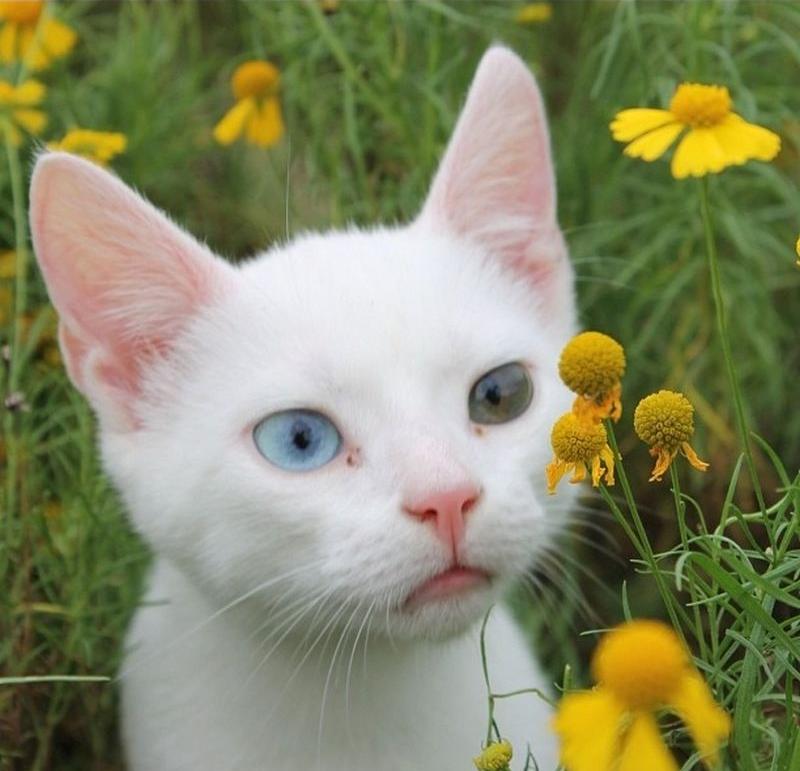 Фотография: Разноглазые кошки №8 - BigPicture.ru