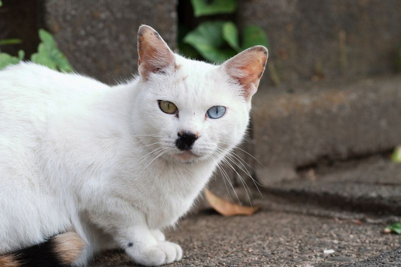 Фотография: Разноглазые кошки №18 - BigPicture.ru