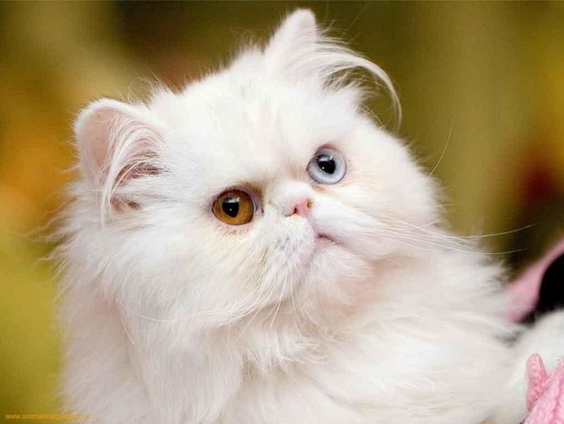 Фотография: Разноглазые кошки №25 - BigPicture.ru