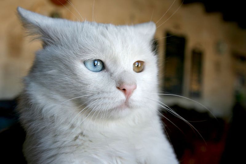 Фотография: Разноглазые кошки №26 - BigPicture.ru