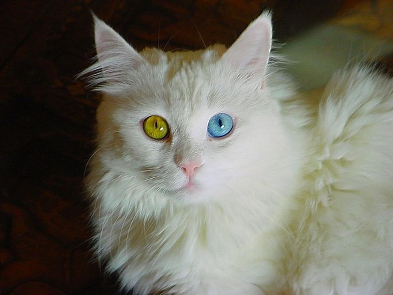 Фотография: Разноглазые кошки №28 - BigPicture.ru
