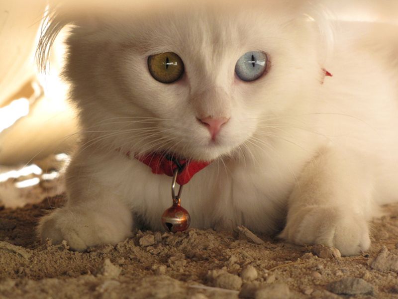Фотография: Разноглазые кошки №29 - BigPicture.ru