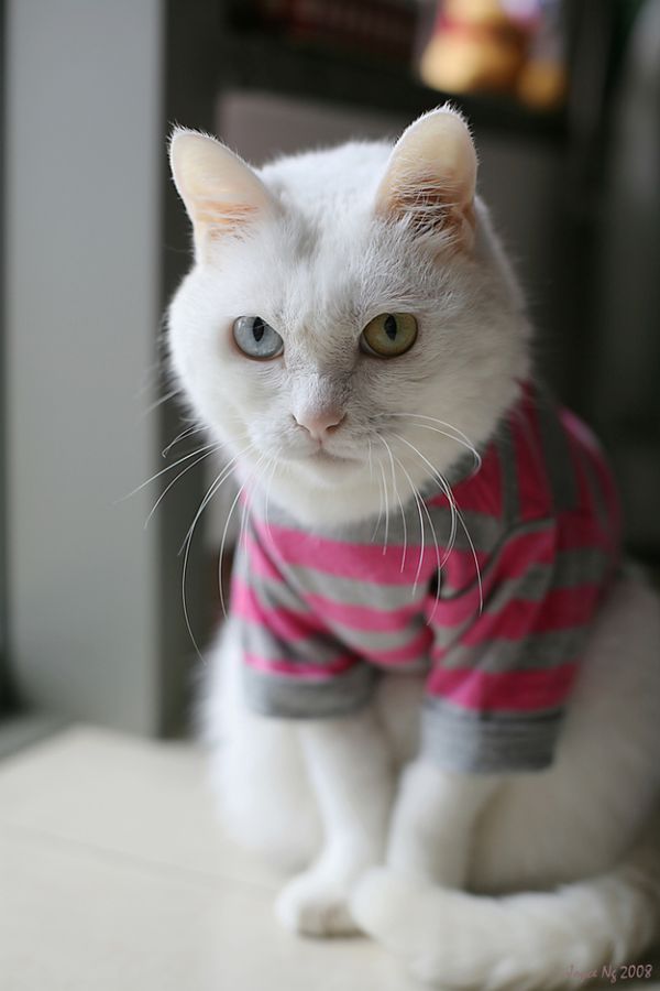 Фотография: Разноглазые кошки №30 - BigPicture.ru