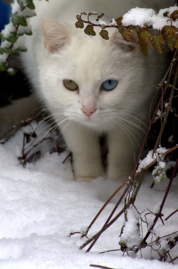 Фотография: Разноглазые кошки №32 - BigPicture.ru
