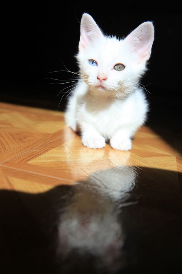 Фотография: Разноглазые кошки №34 - BigPicture.ru
