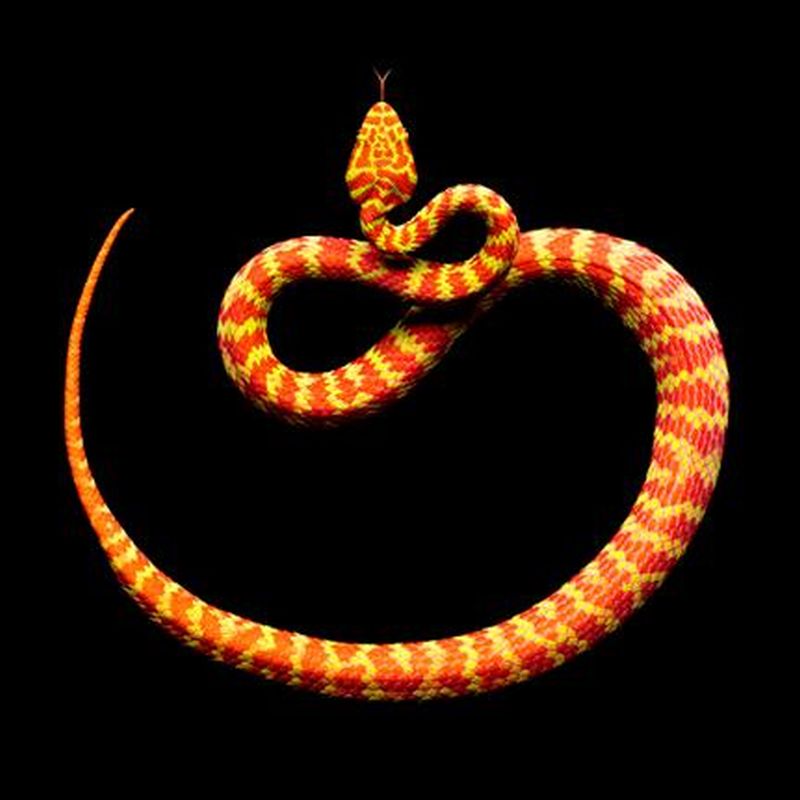 Фотография: Невероятная красота ядовитых змей в фотопроекте Марка Лайта №2 - BigPicture.ru
