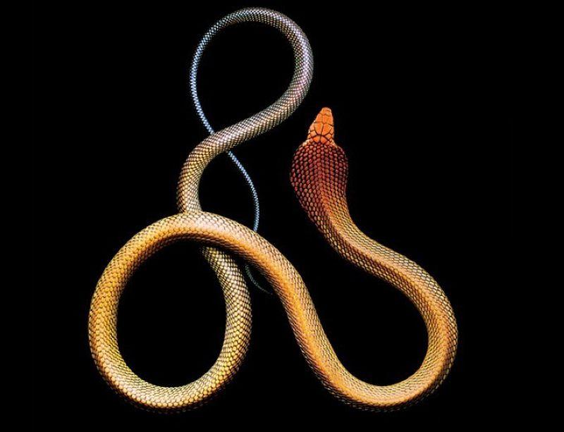 Фотография: Невероятная красота ядовитых змей в фотопроекте Марка Лайта №3 - BigPicture.ru