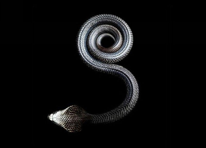 Фотография: Невероятная красота ядовитых змей в фотопроекте Марка Лайта №31 - BigPicture.ru