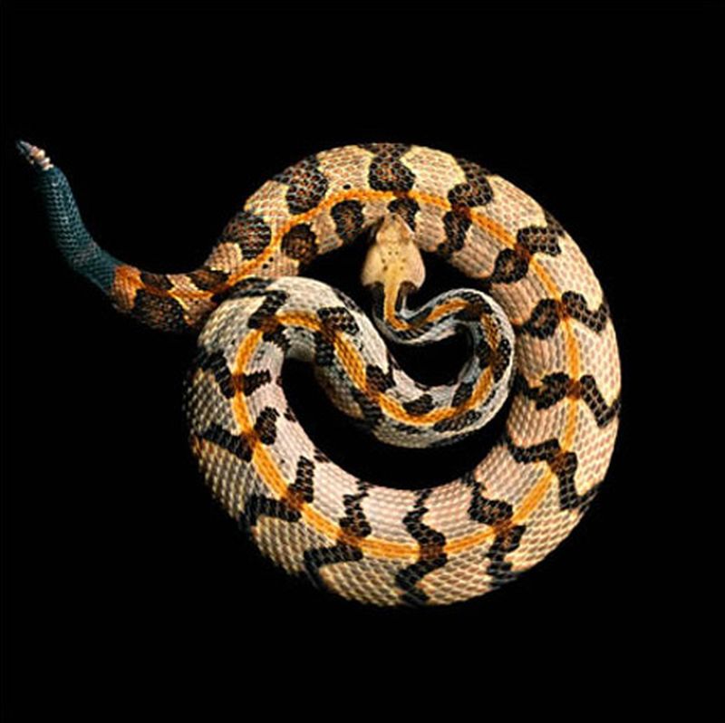 Фотография: Невероятная красота ядовитых змей в фотопроекте Марка Лайта №5 - BigPicture.ru