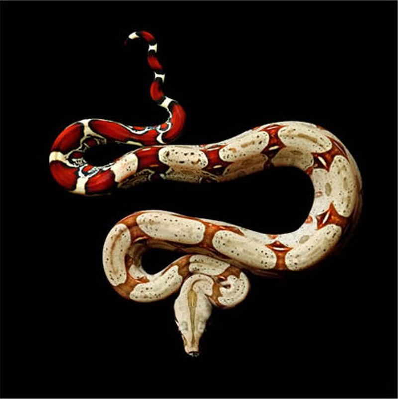 Фотография: Невероятная красота ядовитых змей в фотопроекте Марка Лайта №6 - BigPicture.ru