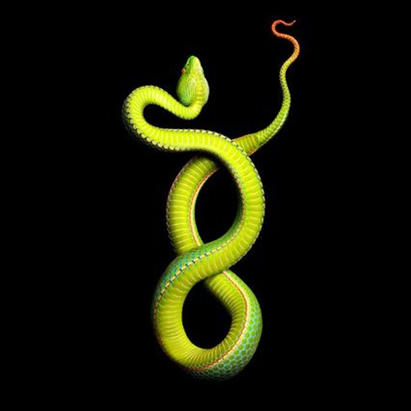Фотография: Невероятная красота ядовитых змей в фотопроекте Марка Лайта №8 - BigPicture.ru