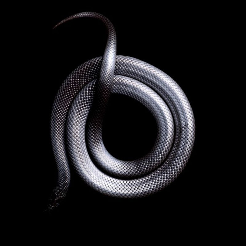 Фотография: Невероятная красота ядовитых змей в фотопроекте Марка Лайта №10 - BigPicture.ru