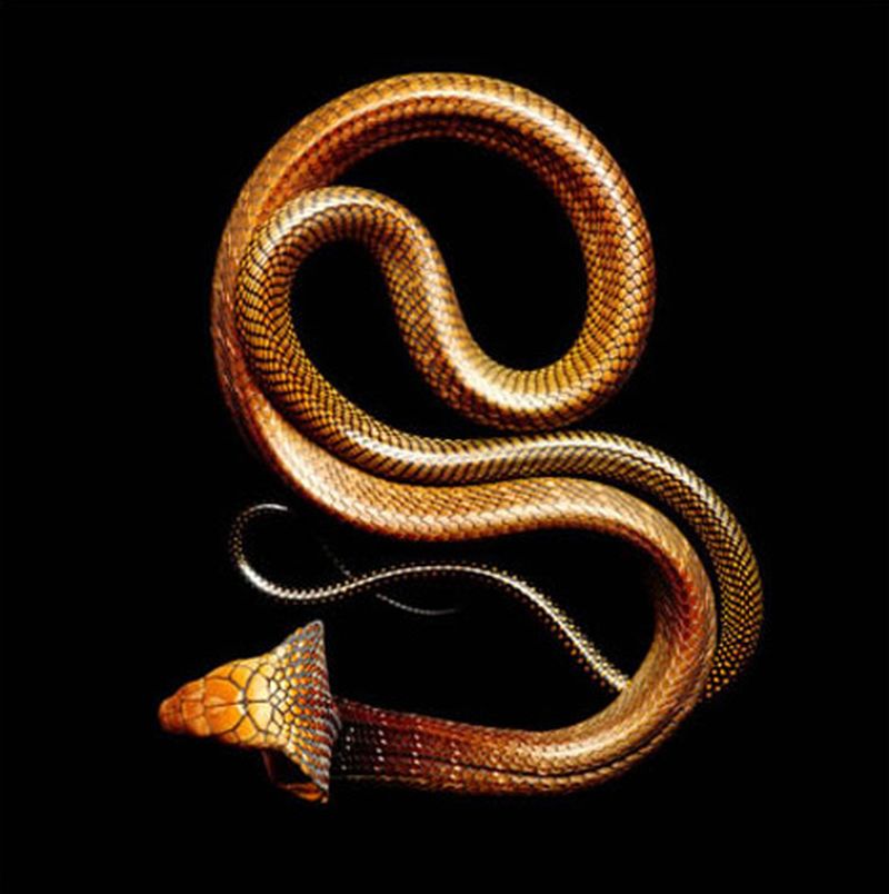 Фотография: Невероятная красота ядовитых змей в фотопроекте Марка Лайта №11 - BigPicture.ru