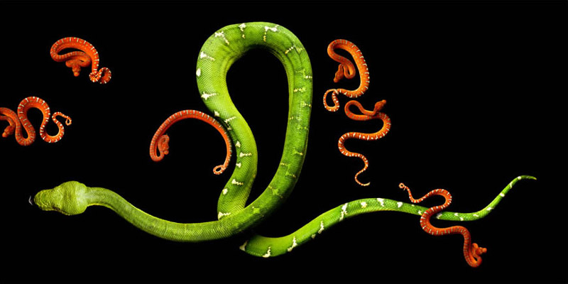 Фотография: Невероятная красота ядовитых змей в фотопроекте Марка Лайта №12 - BigPicture.ru