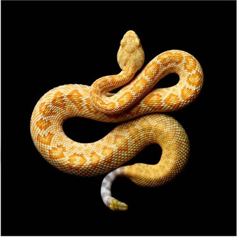 Фотография: Невероятная красота ядовитых змей в фотопроекте Марка Лайта №14 - BigPicture.ru