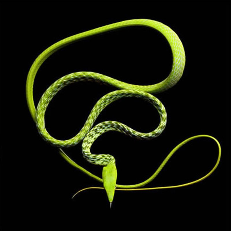 Фотография: Невероятная красота ядовитых змей в фотопроекте Марка Лайта №16 - BigPicture.ru