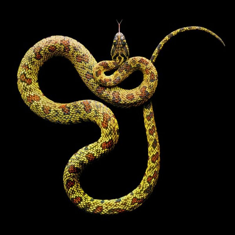 Фотография: Невероятная красота ядовитых змей в фотопроекте Марка Лайта №17 - BigPicture.ru