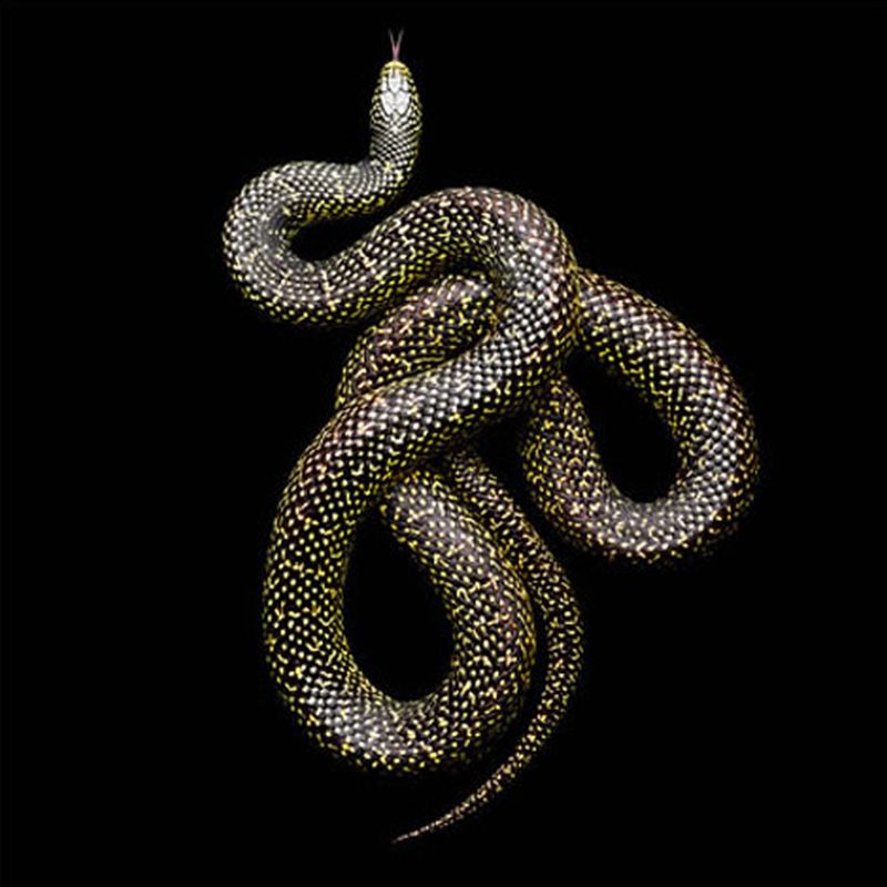 Фотография: Невероятная красота ядовитых змей в фотопроекте Марка Лайта №19 - BigPicture.ru