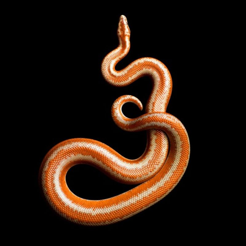Фотография: Невероятная красота ядовитых змей в фотопроекте Марка Лайта №21 - BigPicture.ru
