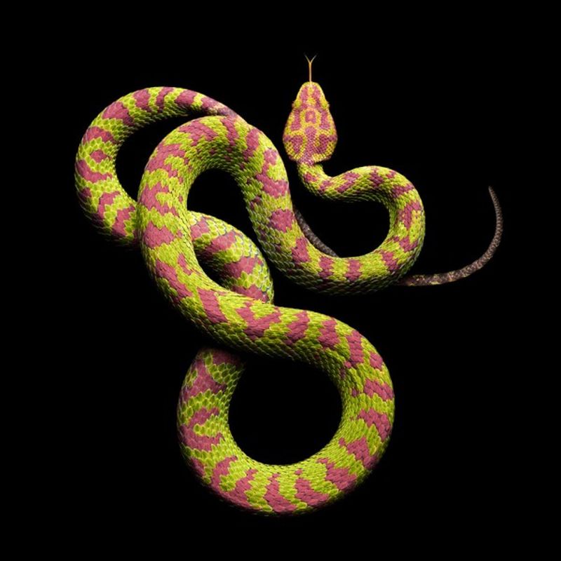 Фотография: Невероятная красота ядовитых змей в фотопроекте Марка Лайта №23 - BigPicture.ru