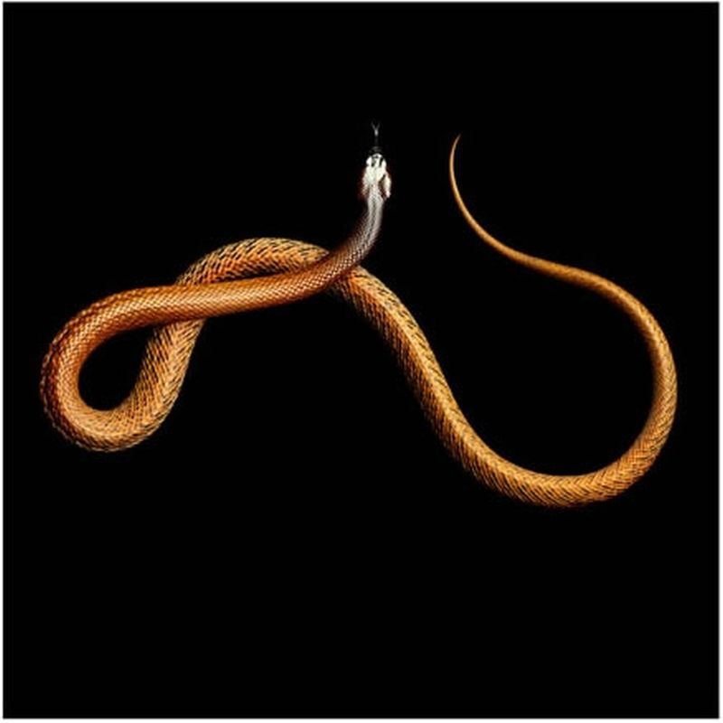 Фотография: Невероятная красота ядовитых змей в фотопроекте Марка Лайта №24 - BigPicture.ru