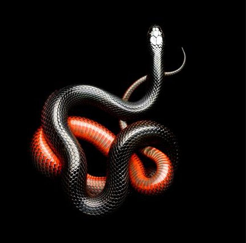Фотография: Невероятная красота ядовитых змей в фотопроекте Марка Лайта №25 - BigPicture.ru