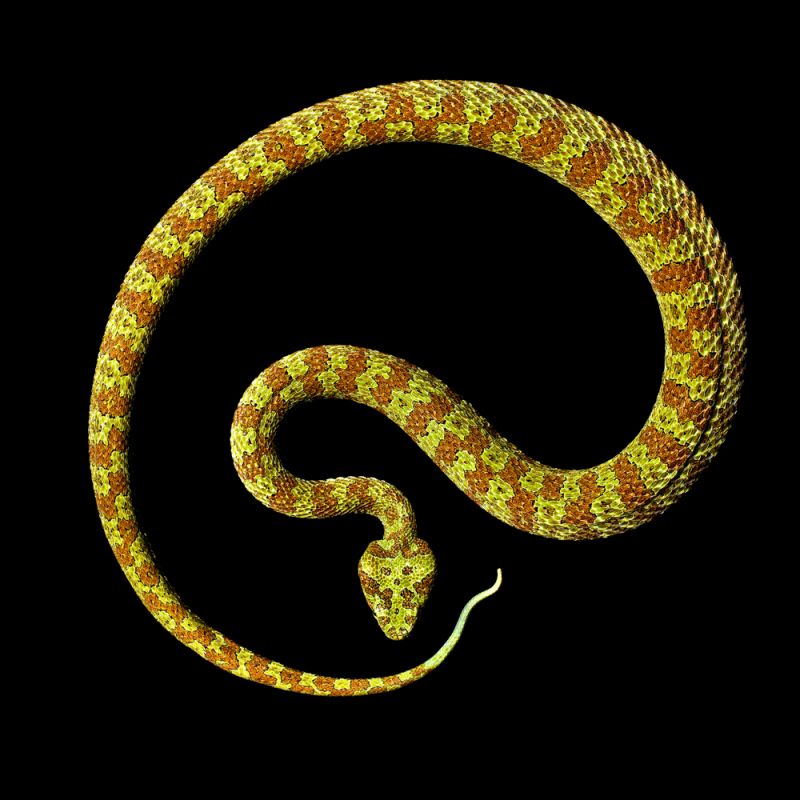 Фотография: Невероятная красота ядовитых змей в фотопроекте Марка Лайта №26 - BigPicture.ru