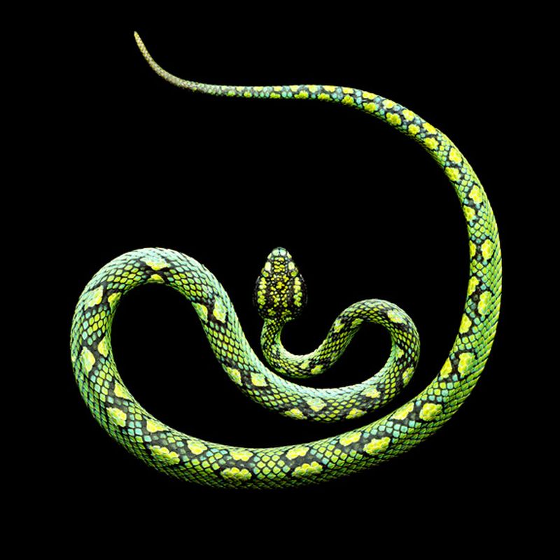 Фотография: Невероятная красота ядовитых змей в фотопроекте Марка Лайта №29 - BigPicture.ru