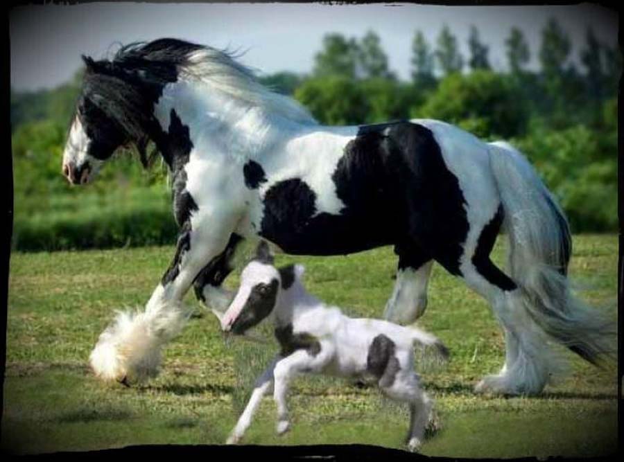 Фотография: Эйнштейн - самая маленькая лошадка №12 - BigPicture.ru