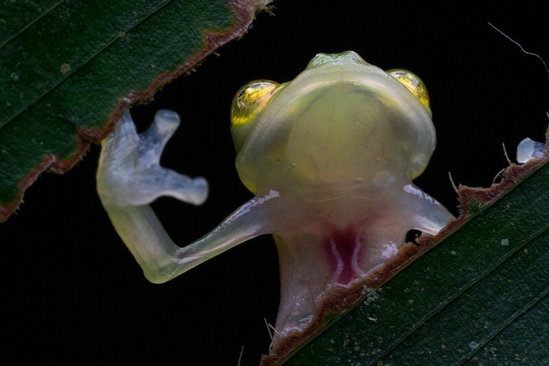 Стеклянная лягушка, у которой видно сердце, сидит на листе