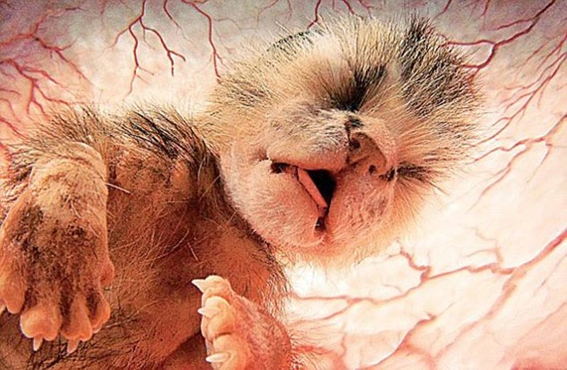 Фотография: Эмбриональные фотографии животных №8 - BigPicture.ru