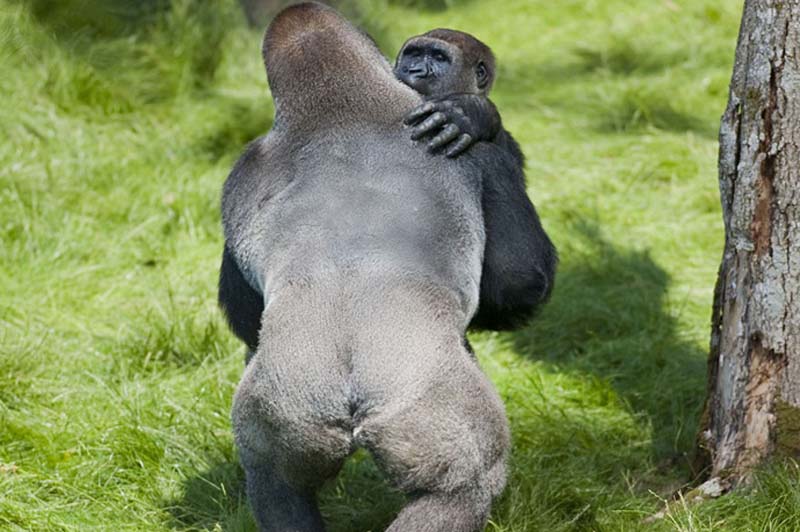 Фотография: Трогательная встреча двух братьев-горилл после долгой разлуки №3 - BigPicture.ru