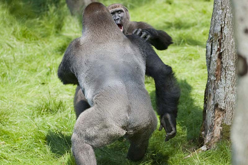 Фотография: Трогательная встреча двух братьев-горилл после долгой разлуки №7 - BigPicture.ru