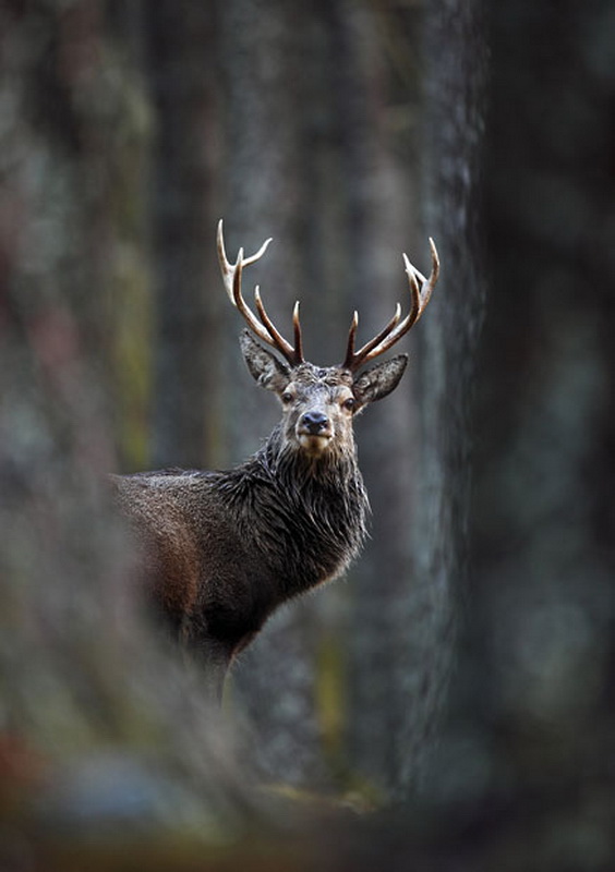 Фотография: Победители конкурса The British Wildlife Photography Awards 2012 №16 - BigPicture.ru