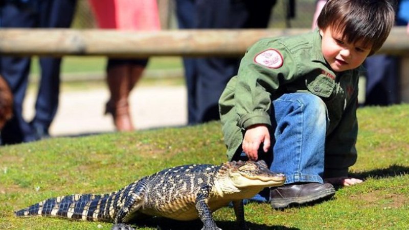 Фотография: 2-летний рейнджер укрощает рептилий №3 - BigPicture.ru
