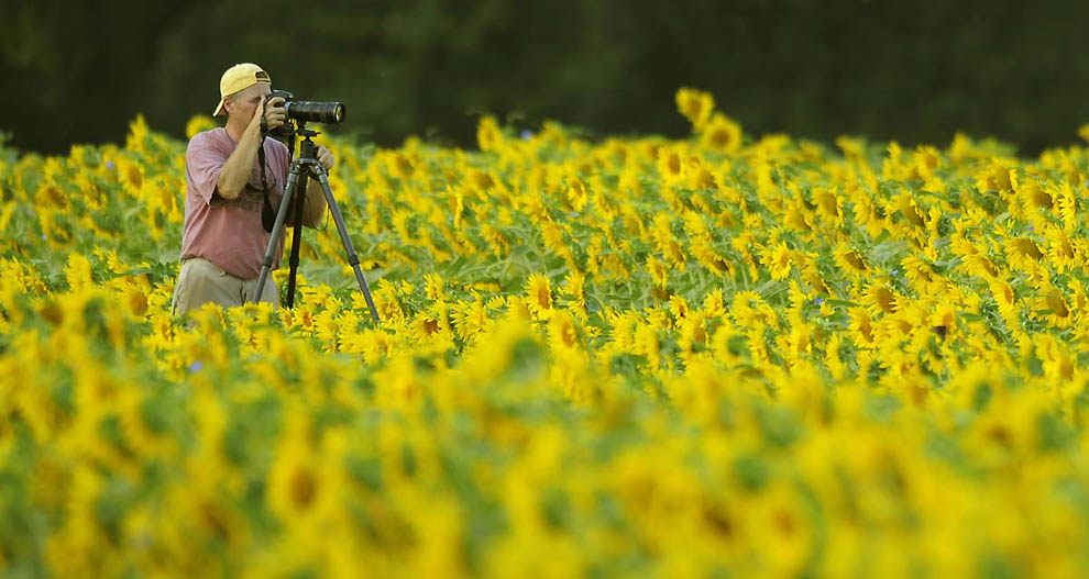 Фотография: В кадре - солнечное золото подсолнухов №3 - BigPicture.ru