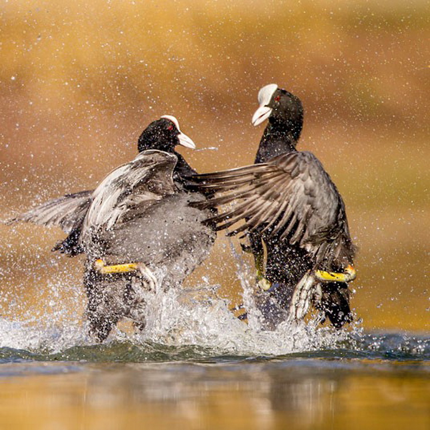 Фотография: Победители конкурса The British Wildlife Photography Awards 2012 №5 - BigPicture.ru