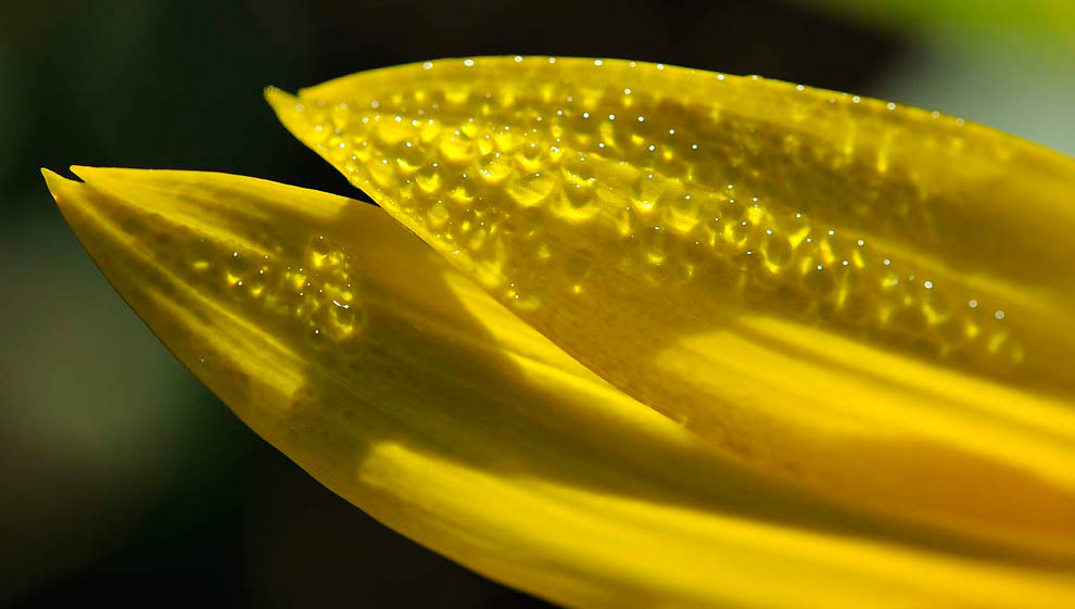Фотография: В кадре - солнечное золото подсолнухов №5 - BigPicture.ru