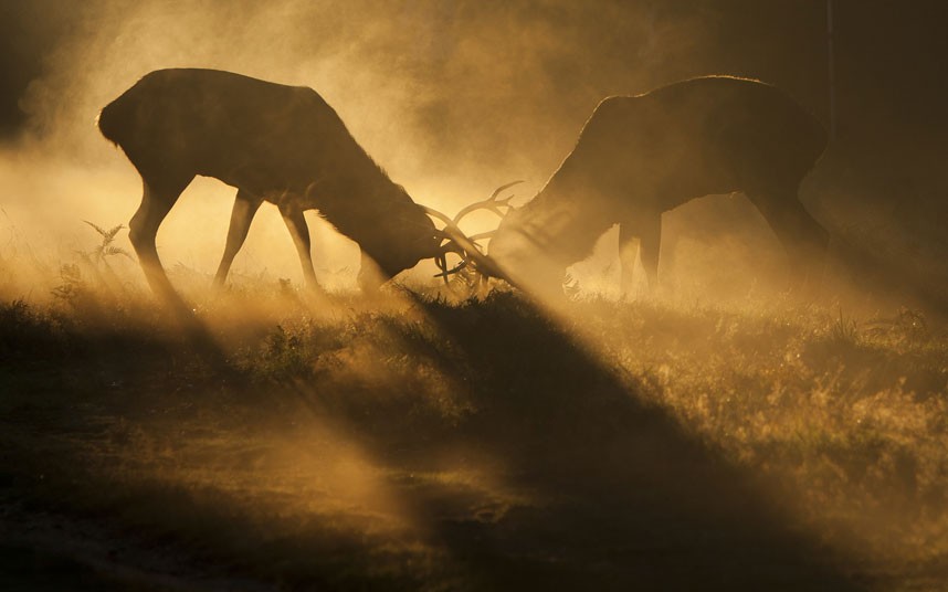 Фотография: Победители конкурса The British Wildlife Photography Awards 2012 №7 - BigPicture.ru