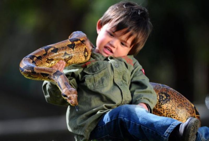 Фотография: 2-летний рейнджер укрощает рептилий №10 - BigPicture.ru