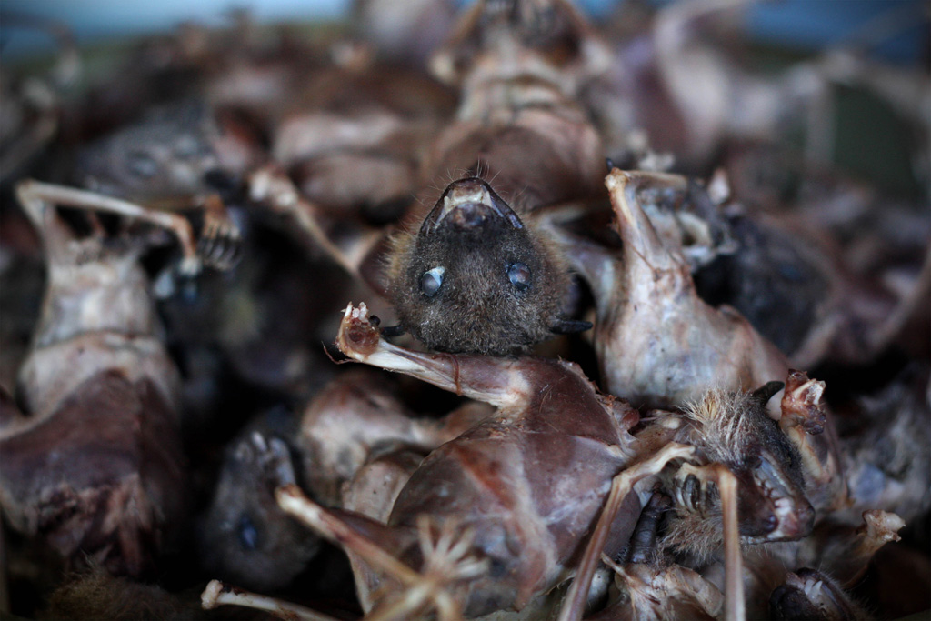 Фотография: Поедая мясо летучих мышей №17 - BigPicture.ru