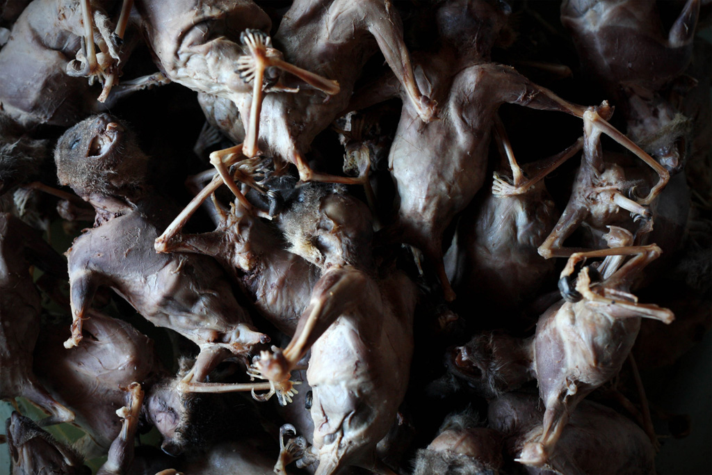 Фотография: Поедая мясо летучих мышей №28 - BigPicture.ru