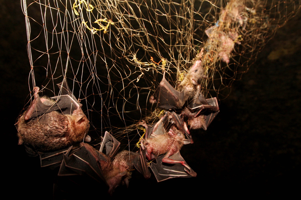 Фотография: Поедая мясо летучих мышей №10 - BigPicture.ru