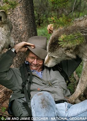 Фотография: Зов предков - 6 лет с волками №3 - BigPicture.ru