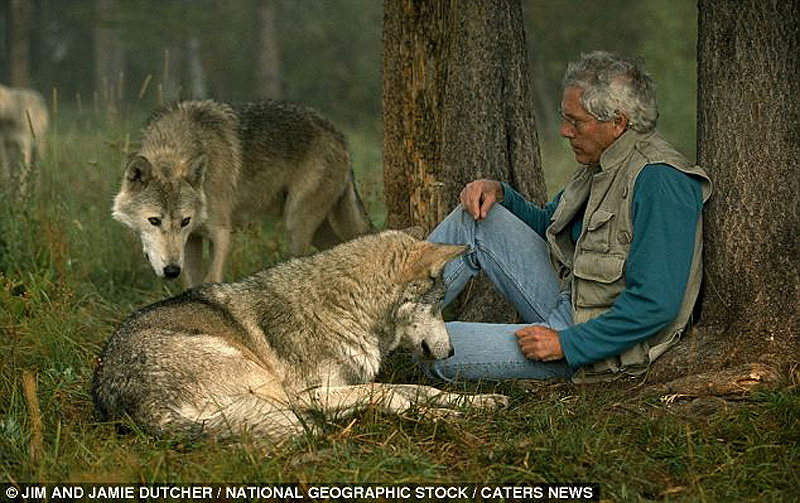 Фотография: Зов предков - 6 лет с волками №5 - BigPicture.ru