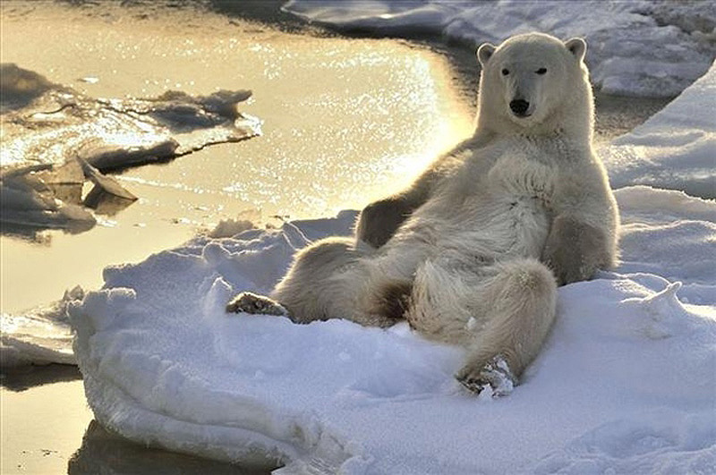 Фотография: Учимся отдыхать, как медведи №7 - BigPicture.ru
